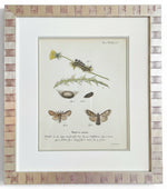 Load image into Gallery viewer, Antique Print Series of European Moth Botanicals, Custom Framed

