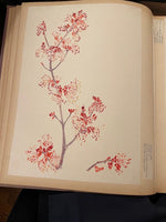 Load image into Gallery viewer, Botanical Giclee Print on Hahnemuhle Paper Framed
