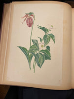 Load image into Gallery viewer, Botanicals Framed
