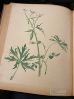 Load image into Gallery viewer, Botanicals Framed
