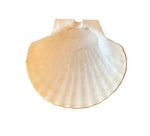 Load image into Gallery viewer, Vintage Japanese Scallop Shell
