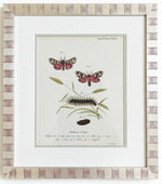 Load image into Gallery viewer, Antique Print Series of European Moth Botanicals, Custom Framed
