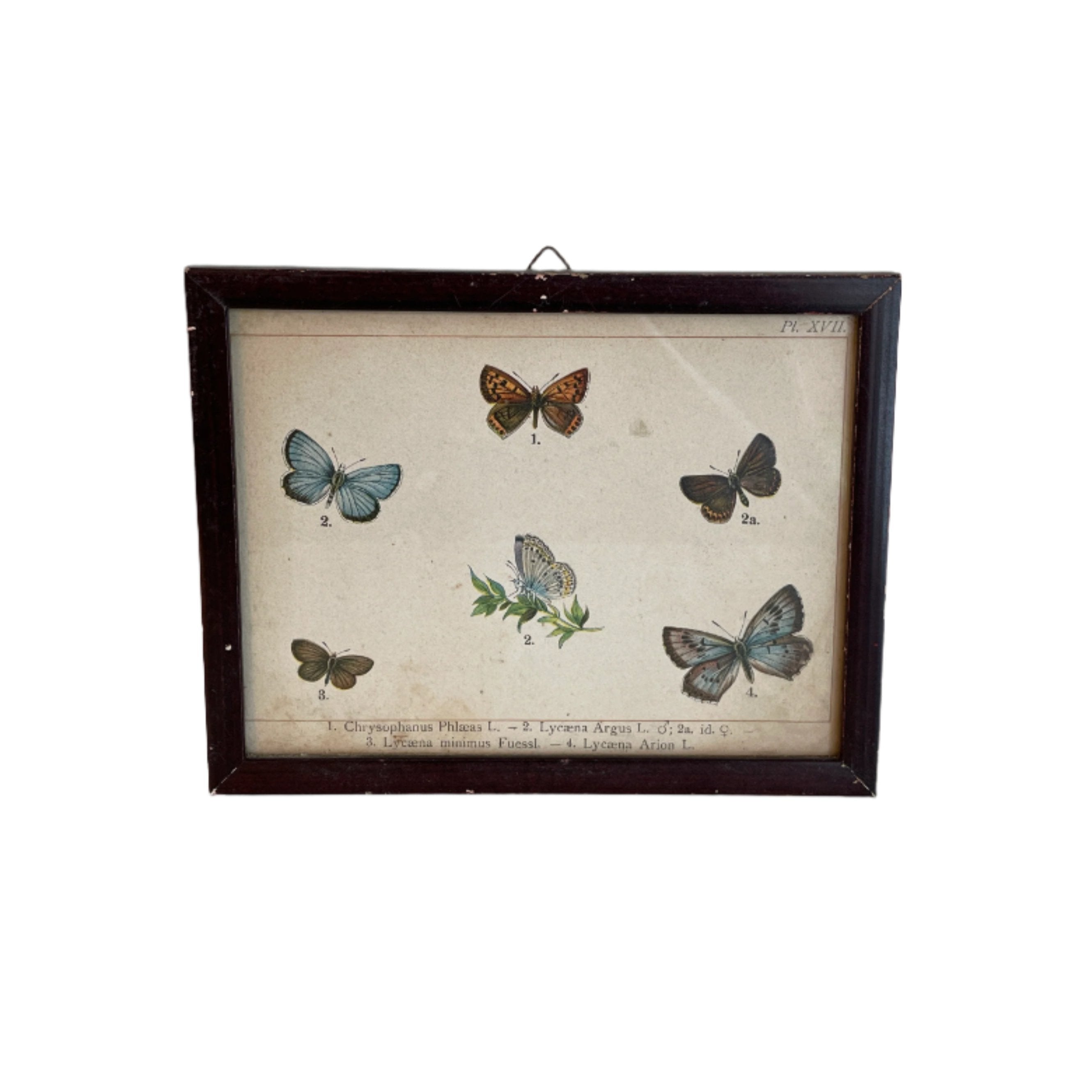 Pair of Framed Butterfly Scientific Drawing Prints with Latin Names