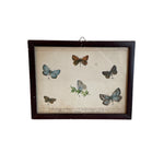 Load image into Gallery viewer, Pair of Framed Butterfly Scientific Drawing Prints with Latin Names
