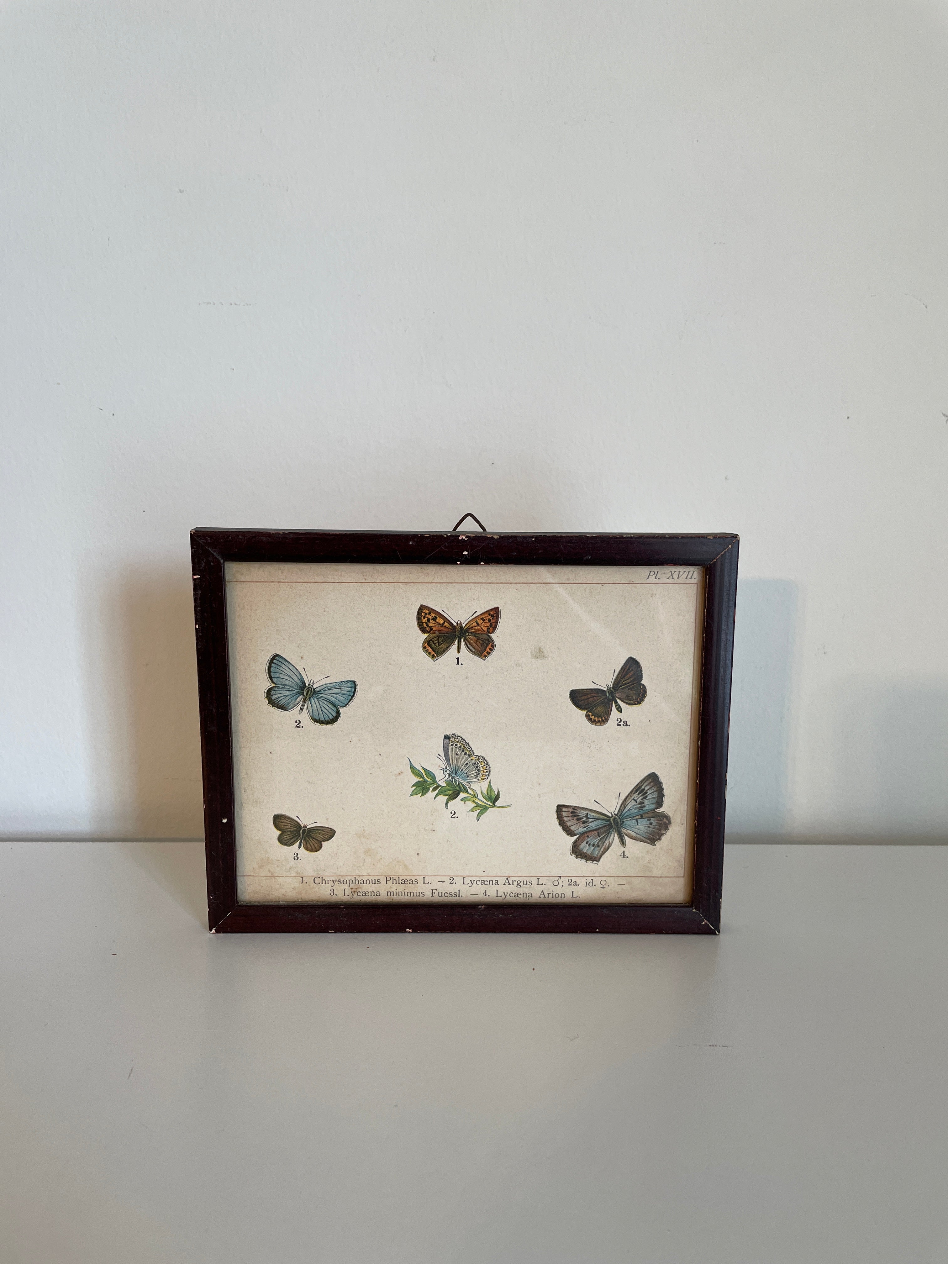 Pair of Framed Butterfly Scientific Drawing Prints with Latin Names