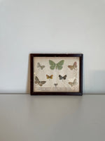 Load image into Gallery viewer, Pair of Framed Butterfly Scientific Drawing Prints with Latin Names
