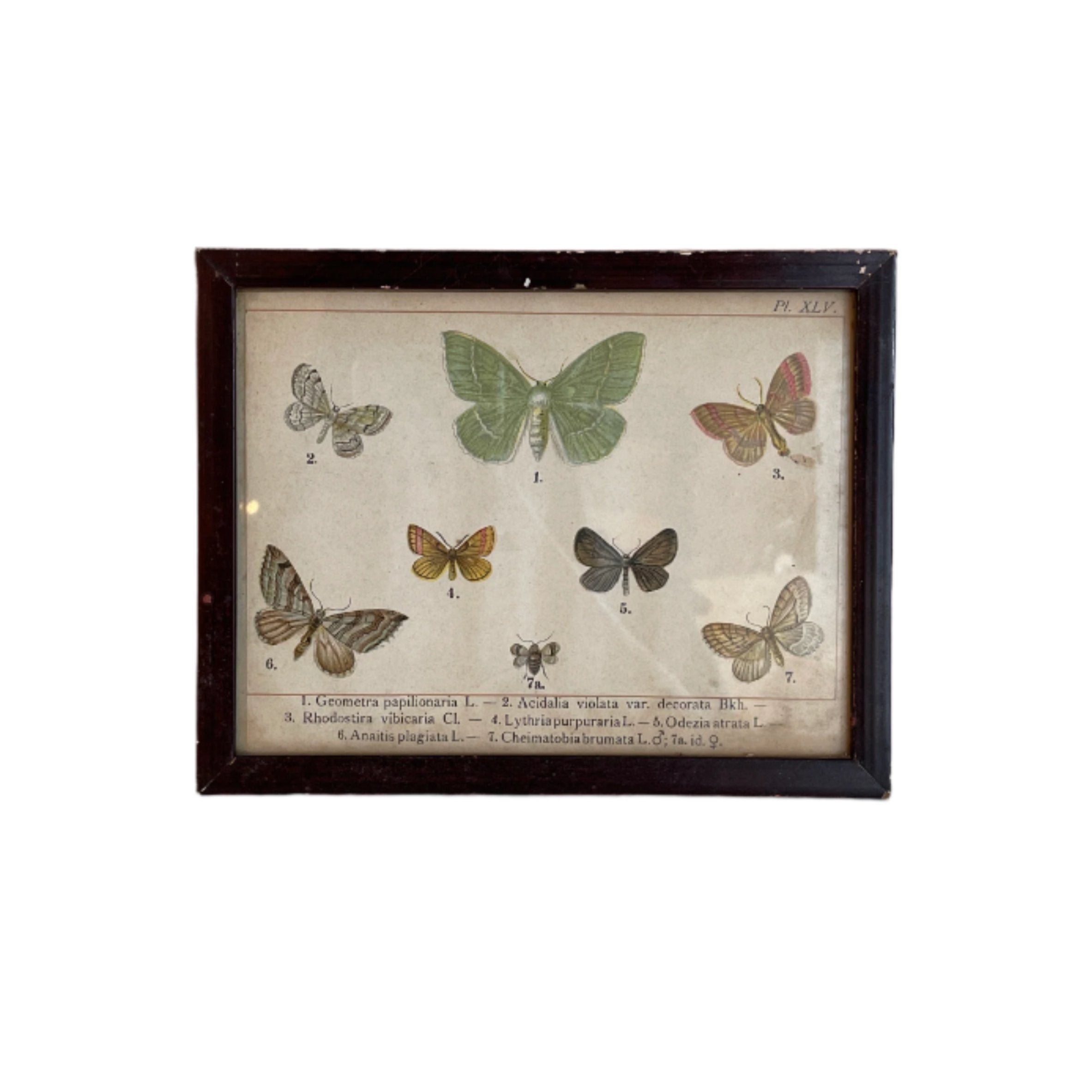 Pair of Framed Butterfly Scientific Drawing Prints with Latin Names