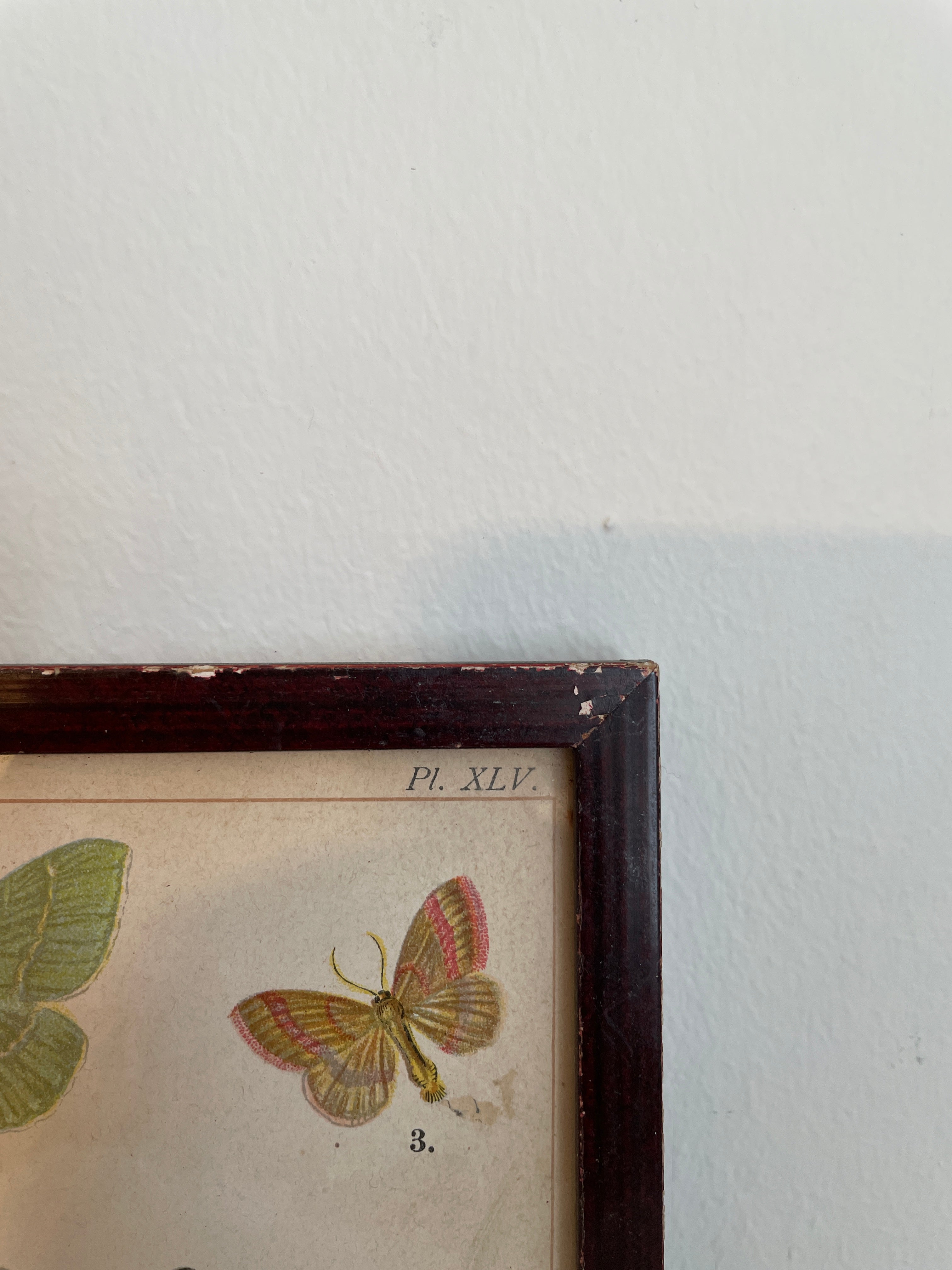 Pair of Framed Butterfly Scientific Drawing Prints with Latin Names