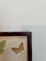 Load image into Gallery viewer, Pair of Framed Butterfly Scientific Drawing Prints with Latin Names
