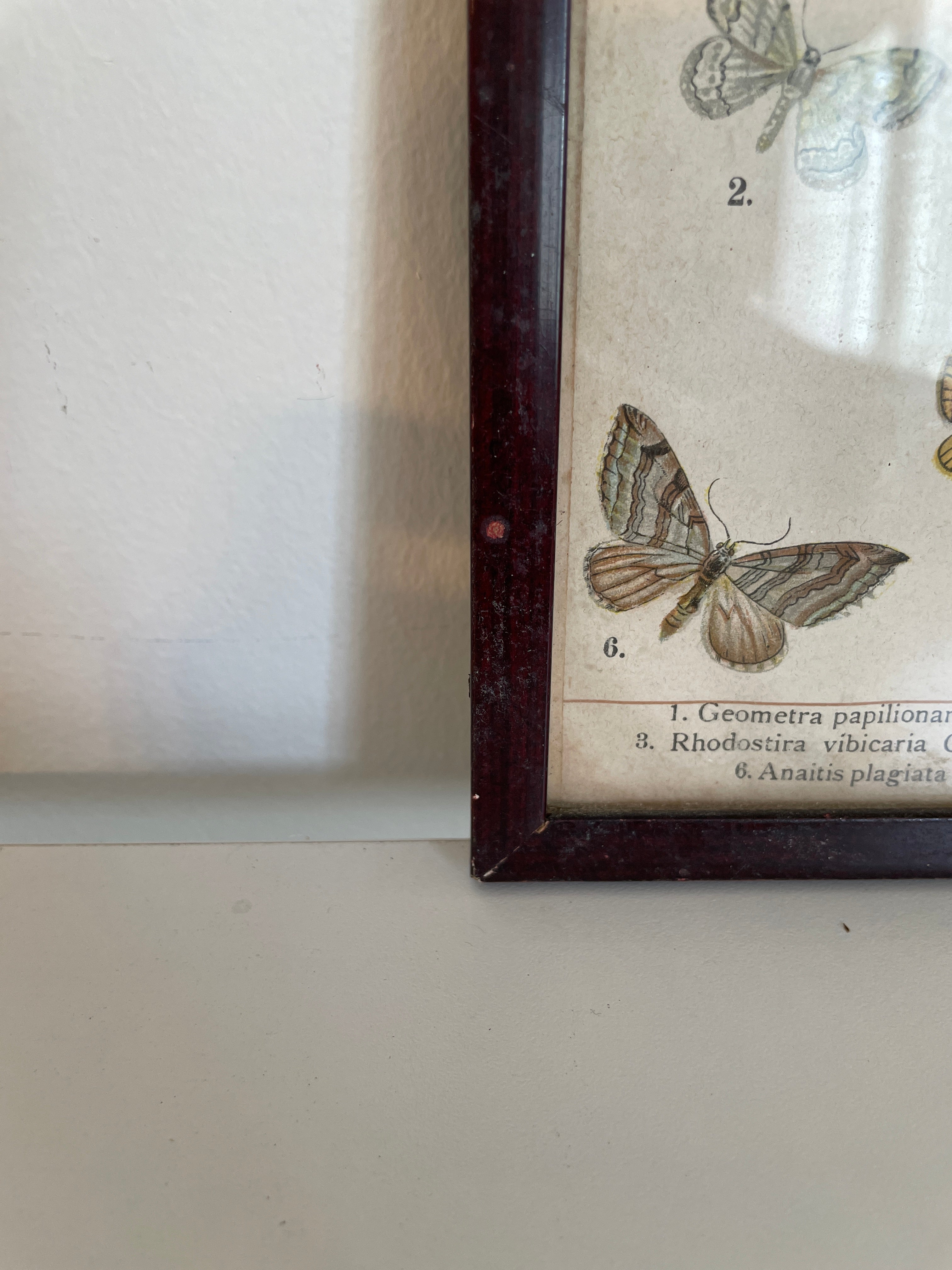 Pair of Framed Butterfly Scientific Drawing Prints with Latin Names