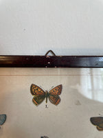 Load image into Gallery viewer, Pair of Framed Butterfly Scientific Drawing Prints with Latin Names
