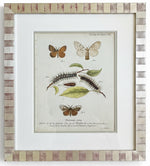 Load image into Gallery viewer, Antique Print Series of European Moth Botanicals, Custom Framed
