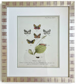 Load image into Gallery viewer, Antique Print Series of European Moth Botanicals, Custom Framed
