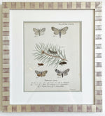 Load image into Gallery viewer, Antique Print Series of European Moth Botanicals, Custom Framed
