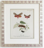 Load image into Gallery viewer, Antique Print Series of European Moth Botanicals, Custom Framed
