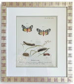 Load image into Gallery viewer, Antique Print Series of European Moth Botanicals, Custom Framed
