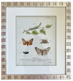 Load image into Gallery viewer, Antique Print Series of European Moth Botanicals, Custom Framed
