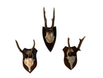 Load image into Gallery viewer, Deer Antlers
