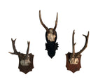 Load image into Gallery viewer, Deer Antlers
