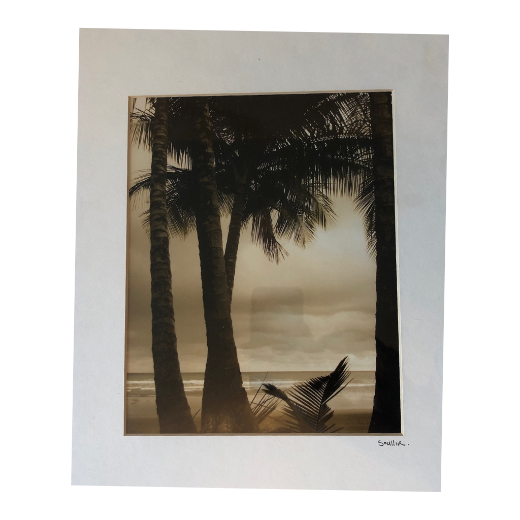 Vintage Photo of Palm Trees