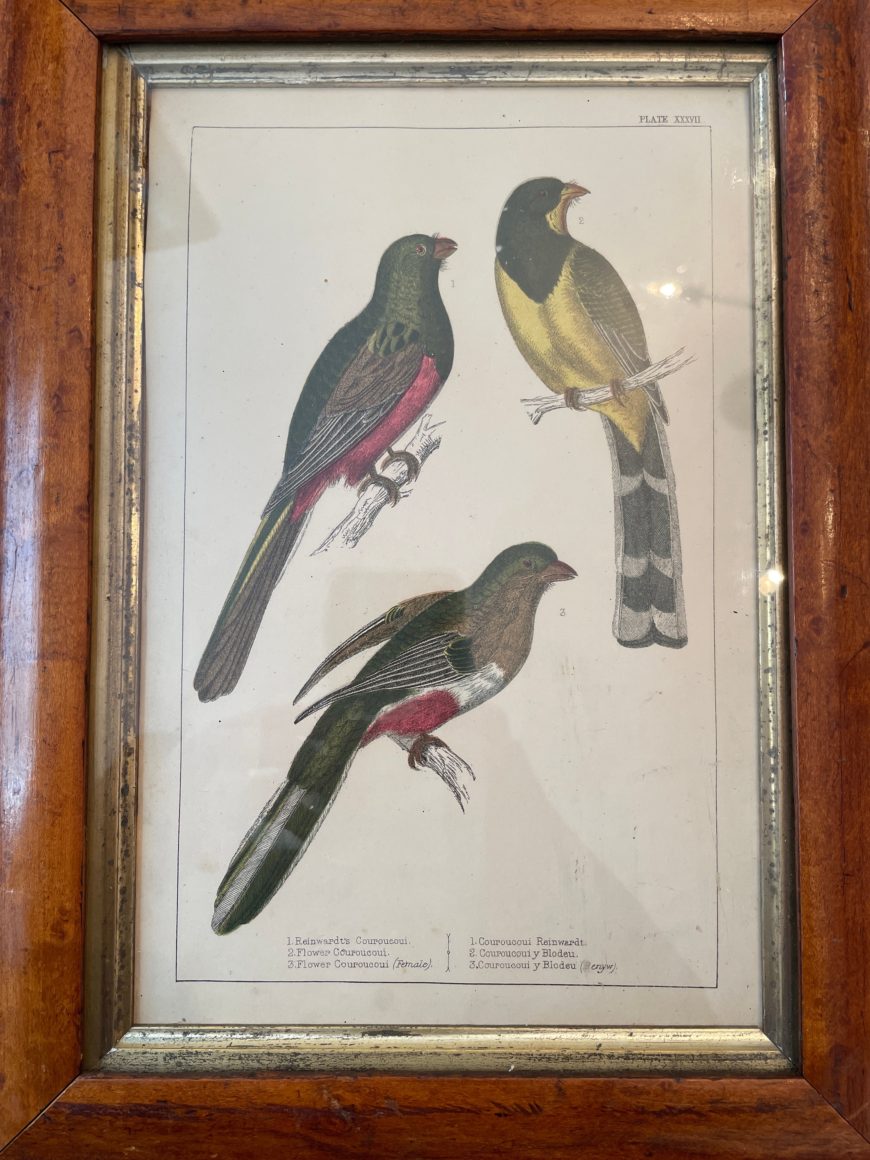 Antique Hand Colored Engravings 3 Birds