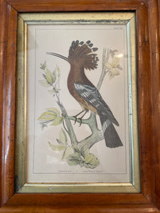 Antique Hand Colored Engravings