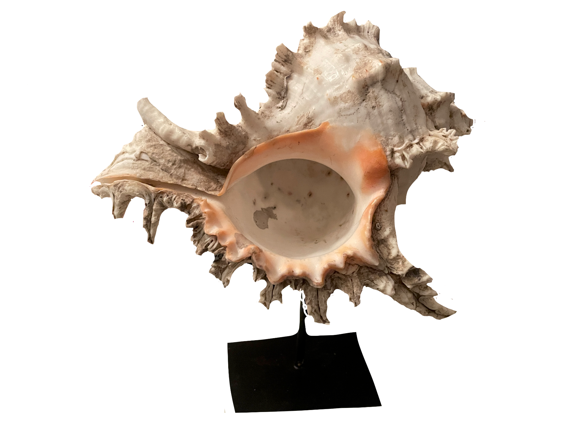 Conch Shell on Custom Stand
