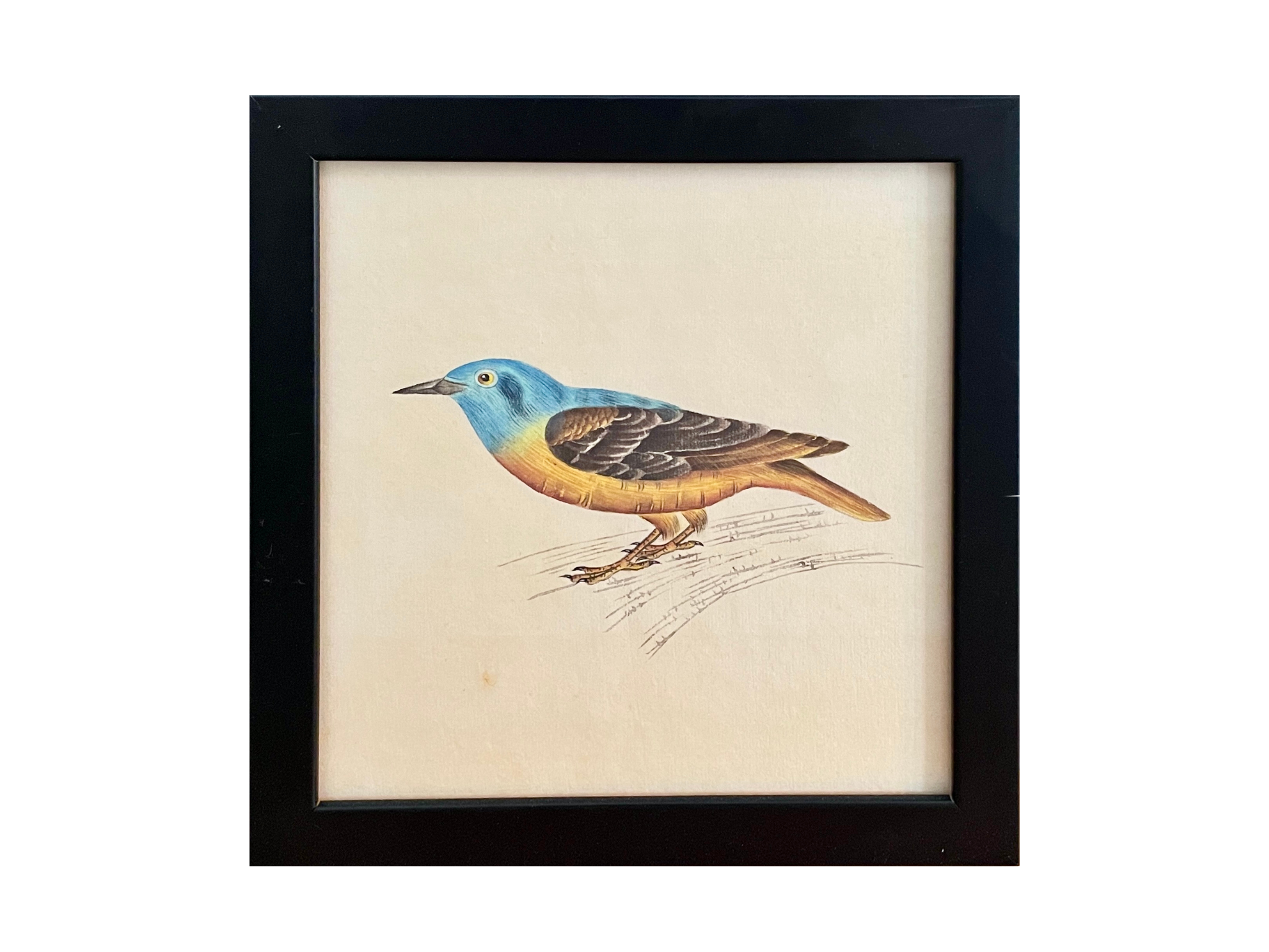 Vintage Goauche and Ink Drawing of Blue & Yellow Bird