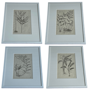 White Botanicals Antique Print in New Frame