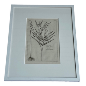 White Botanicals Antique Print in New Frame